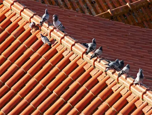 Cotação Dedetização de Pombos